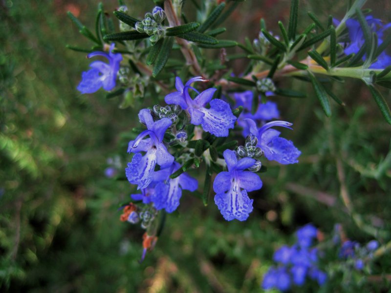 Розмарин Corsican Blue