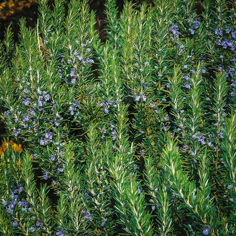 Розмарин обыкновенный Rosmarinus officinalis