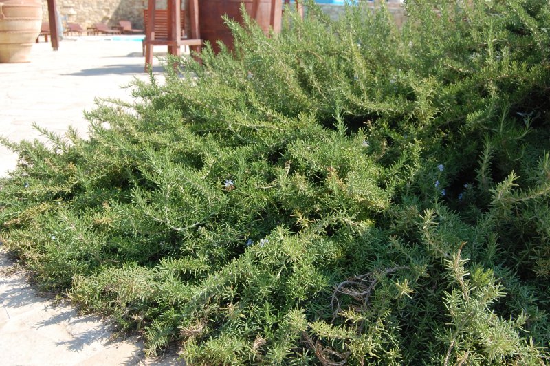 Розмарин Rosmarinus officinalis Capri