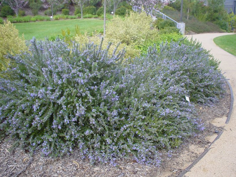 Rosmarinus officinalis Prostratus