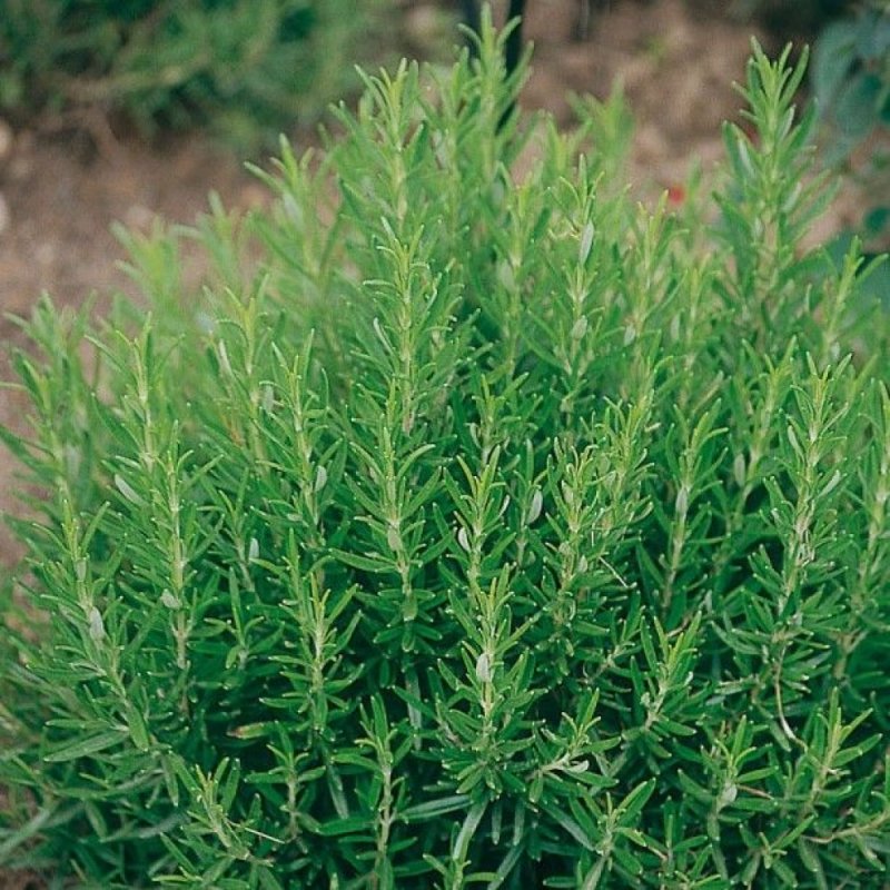 Розмарин Rosmarinus officinalis barbecue