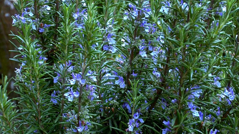Куст розмарина Rosmarinus officinalis