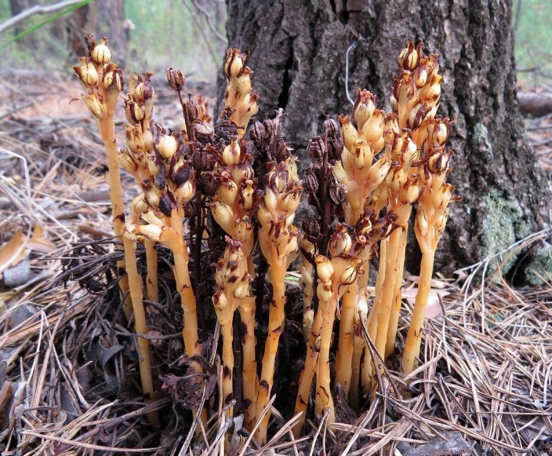 Подъельник одноцветковый (Monotropa uniflora)