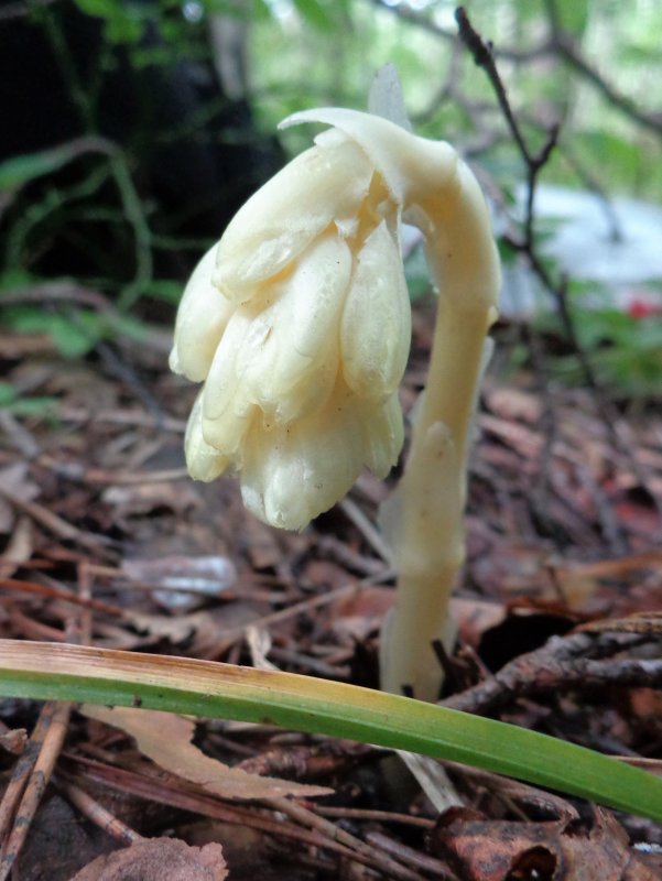 Подъельник (Monotropa)