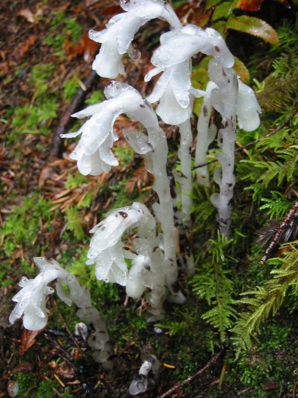 Подъельник (Monotropa)