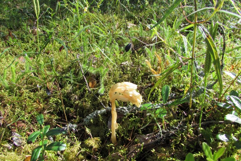Monotropa Hypopitys