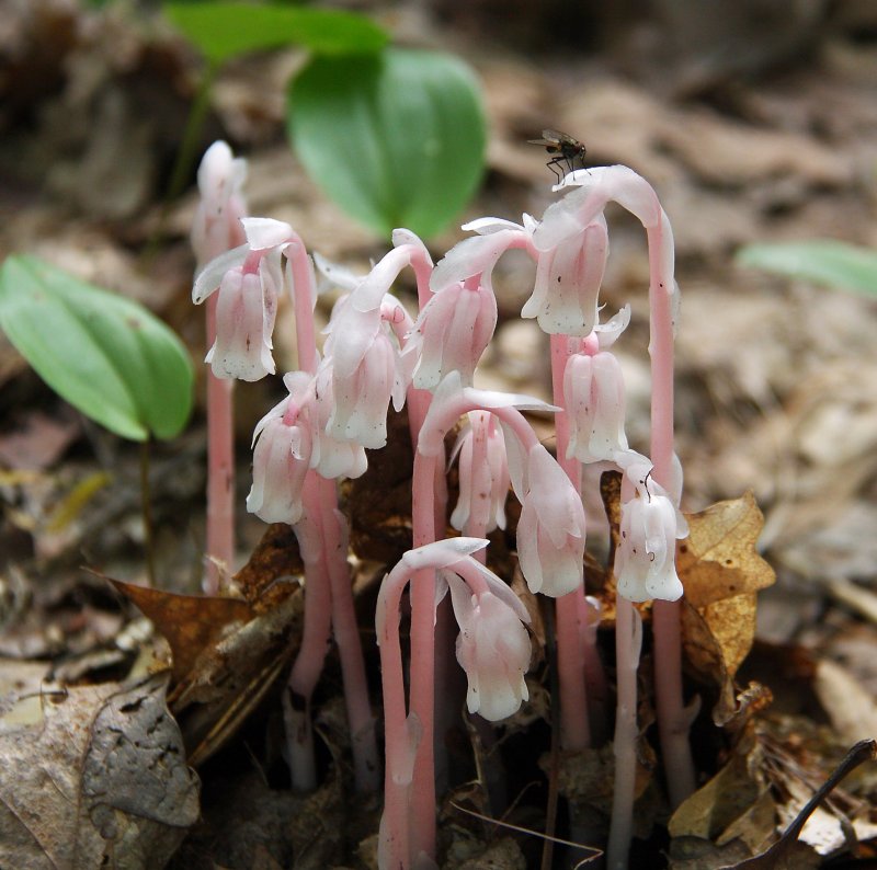 Подъельник (Monotropa)