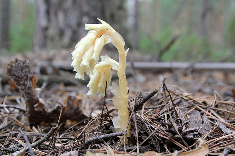 Подъельник (Monotropa)