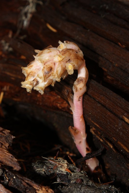 Подъельник одноцветковый (Monotropa uniflora)