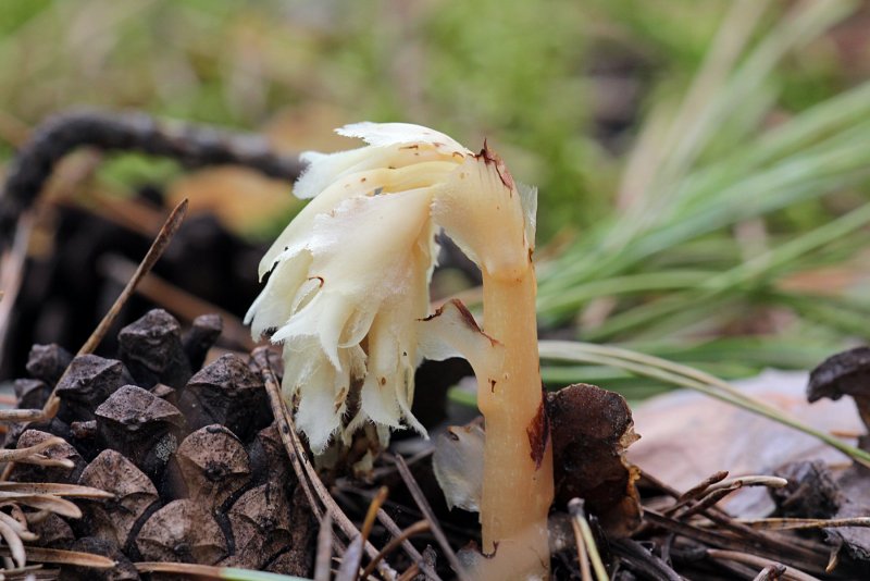(Monotropa Hypopitys) микориза