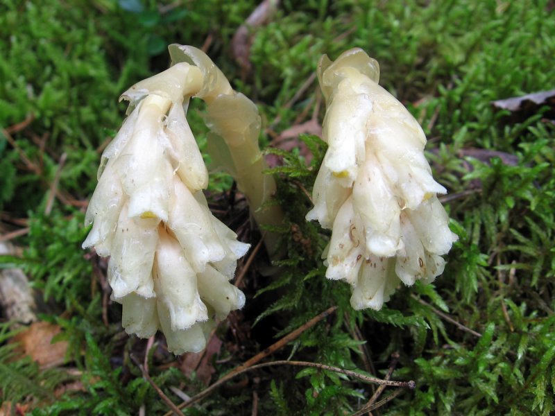 Подъельник обыкновенный (Monotropa Hypopitys)