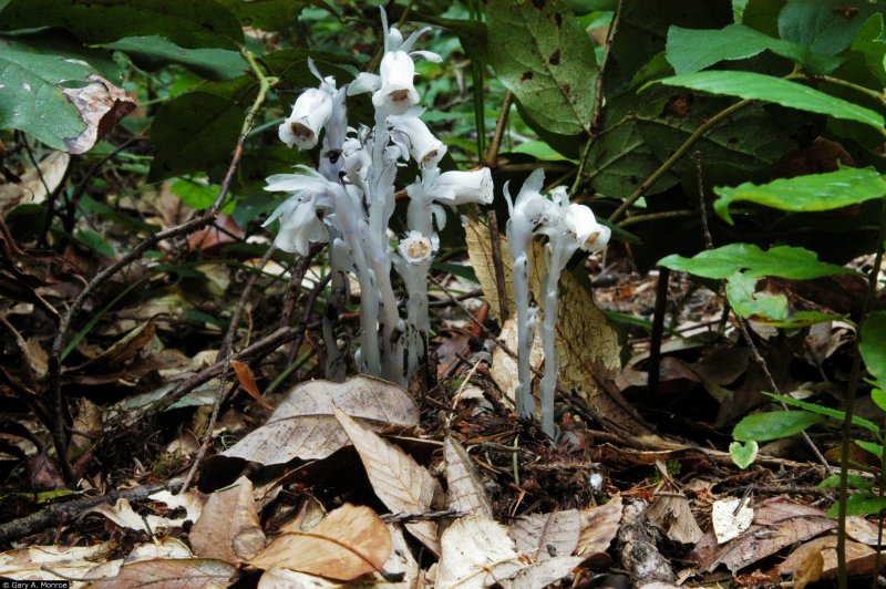 Monotropa Hypopitys