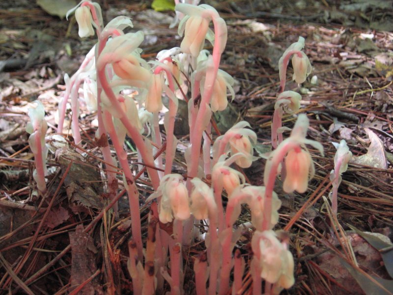 Подъельник (Monotropa)