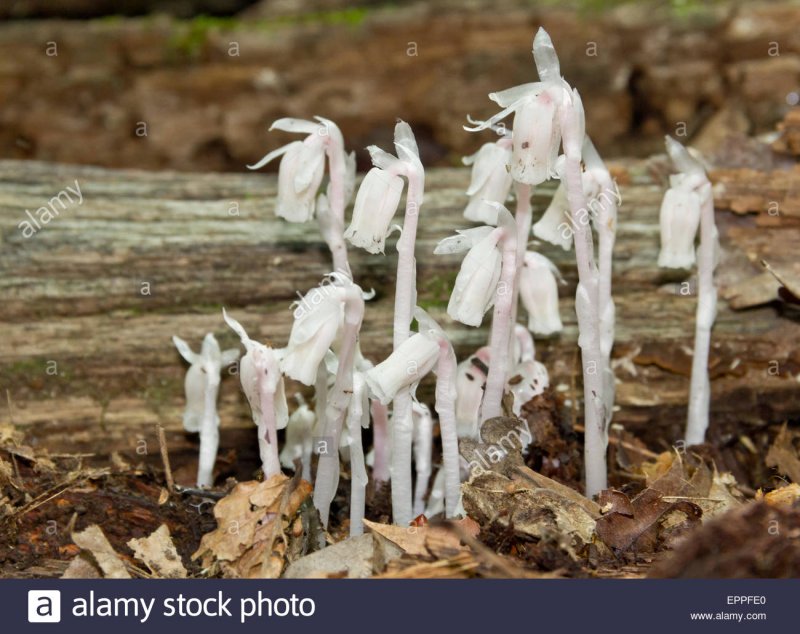 (Monotropa Hypopitys) микориза