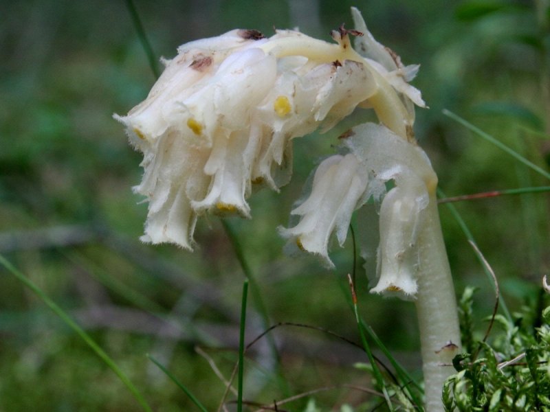 Подъельник обыкновенный (Monotropa Hypopitys)