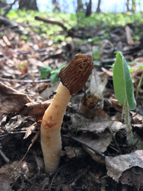 Monotropa uniflora