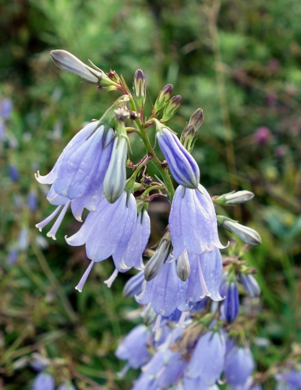 Agoseris coronopifolia