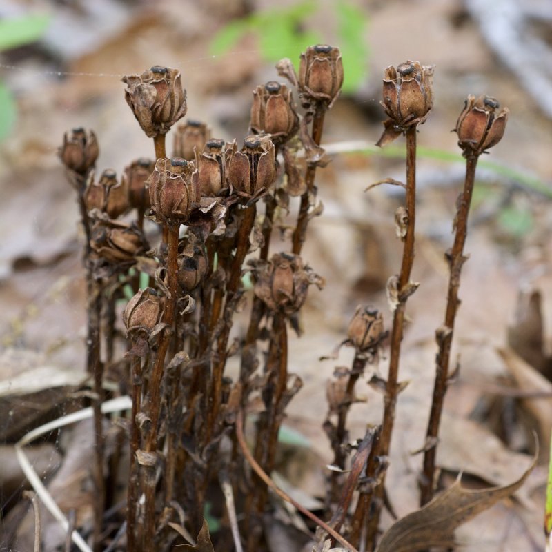 Monotropa uniflora