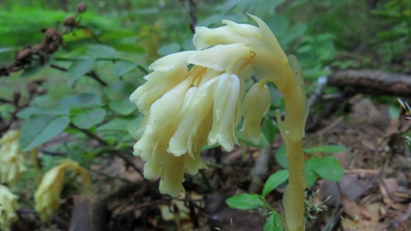 Подъельник (Monotropa)