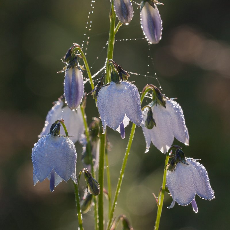 Adenophora lilifolia