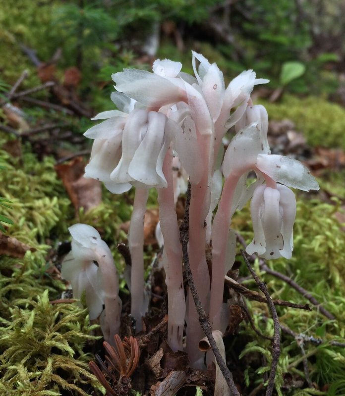 Подъельник (Monotropa)