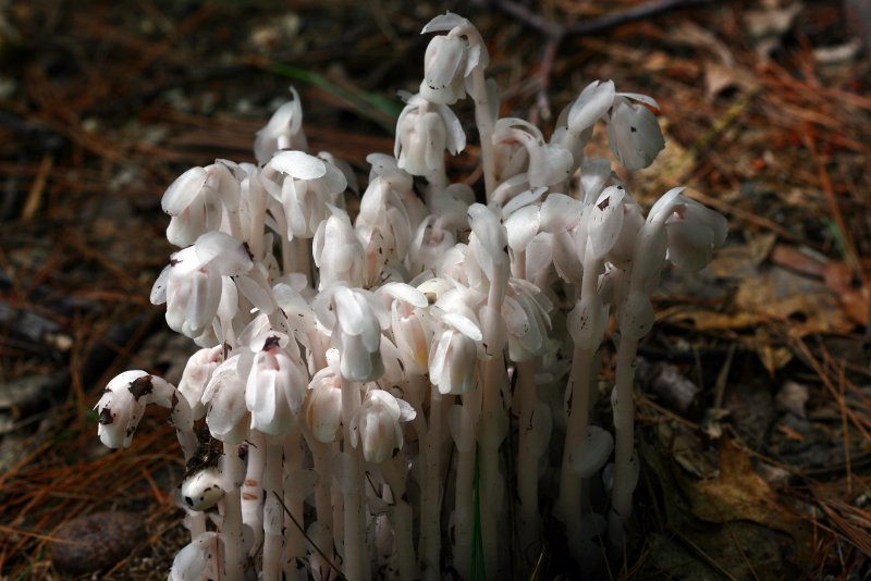 Подъельник одноцветковый (Monotropa uniflora)