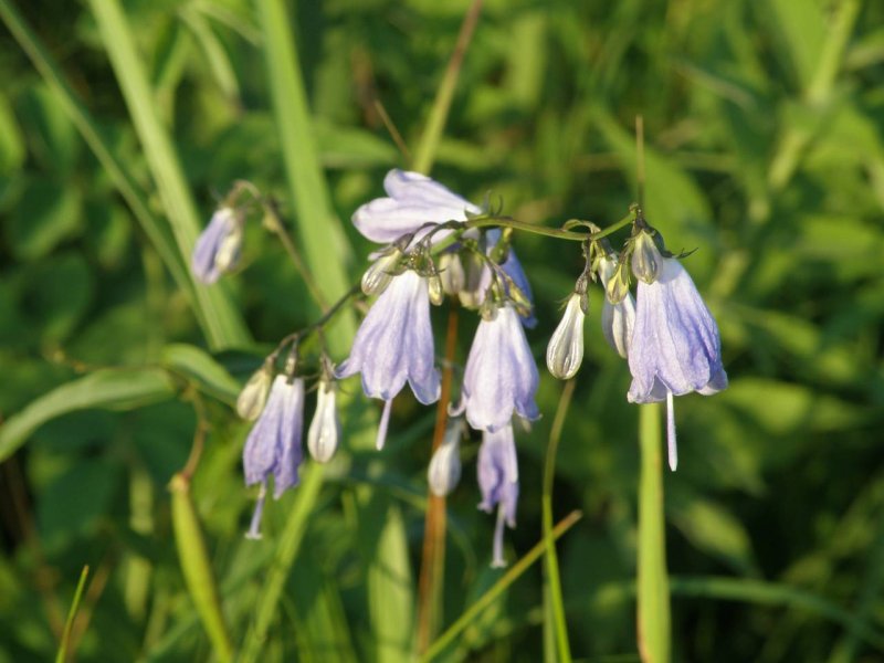 Adenophora lilifolia