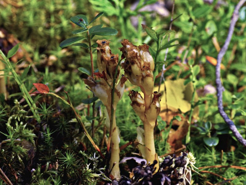 Подъельник (Monotropa)