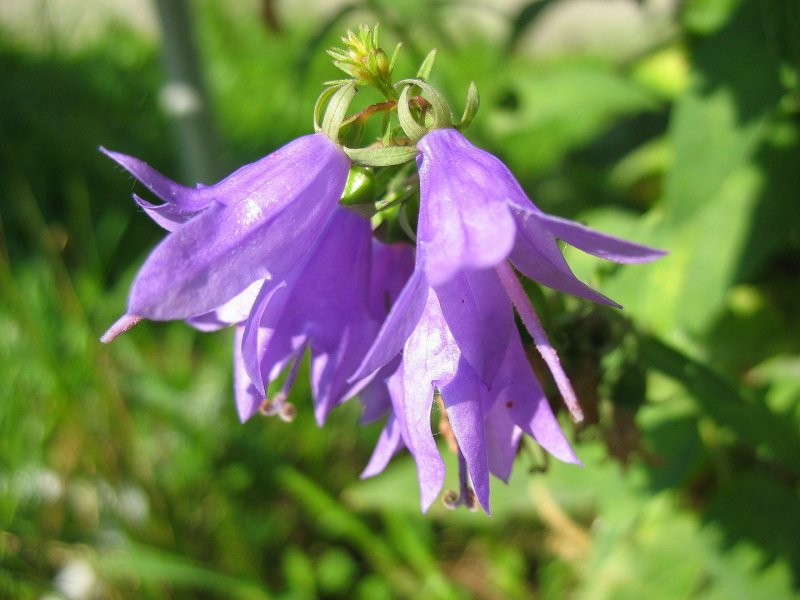 Adenophora taquetii