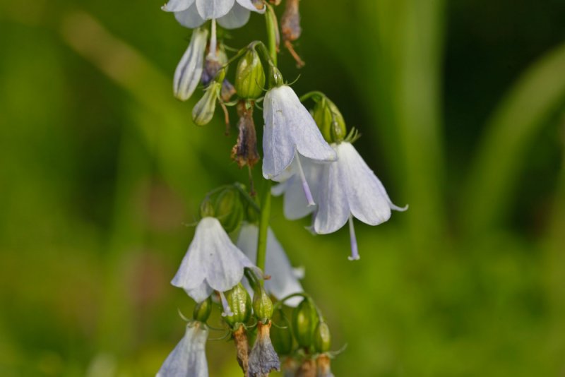 Аденофора pereskiifolia