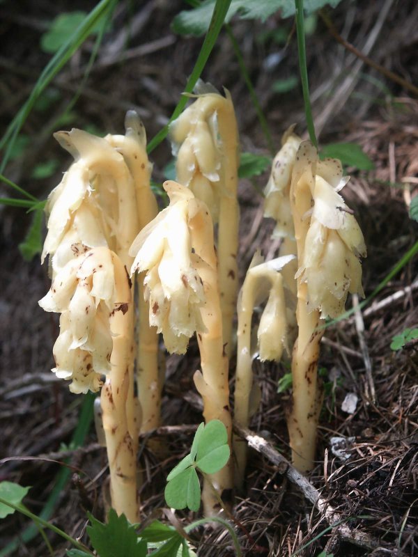 Подъельник (Monotropa)