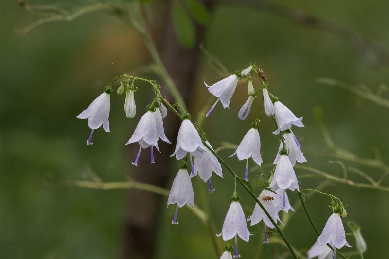 Adenophora lilifolia