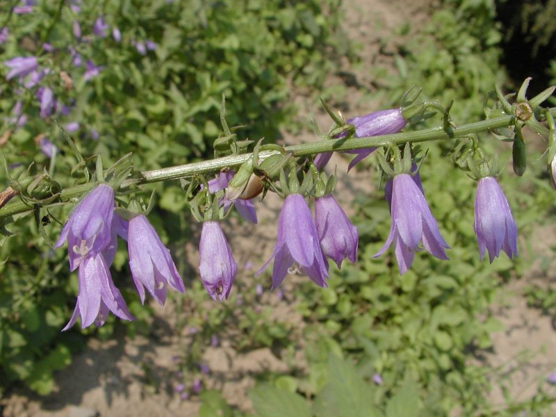 Бубенчик Ламарка