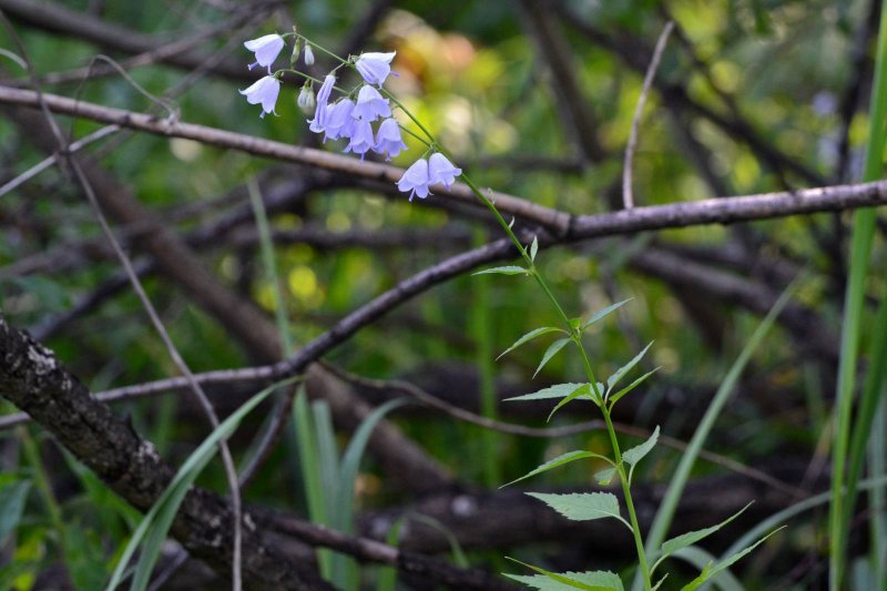 Бубенчик лилиелистный (Adenophora liliifolia l.)