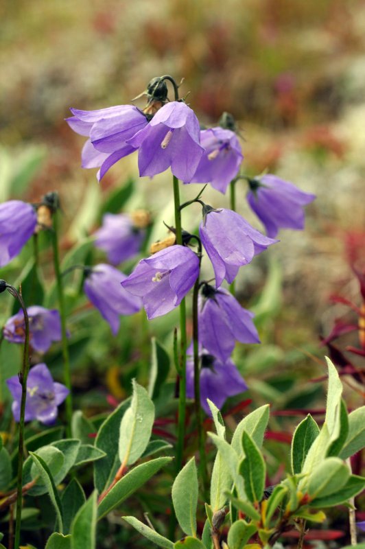 Adenophora lilifolia