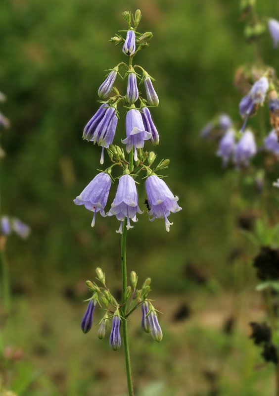 Adenophora lilifolia