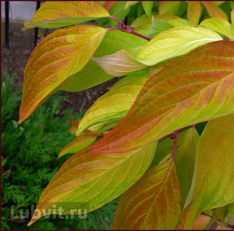Cornus Alba 'Aurea'