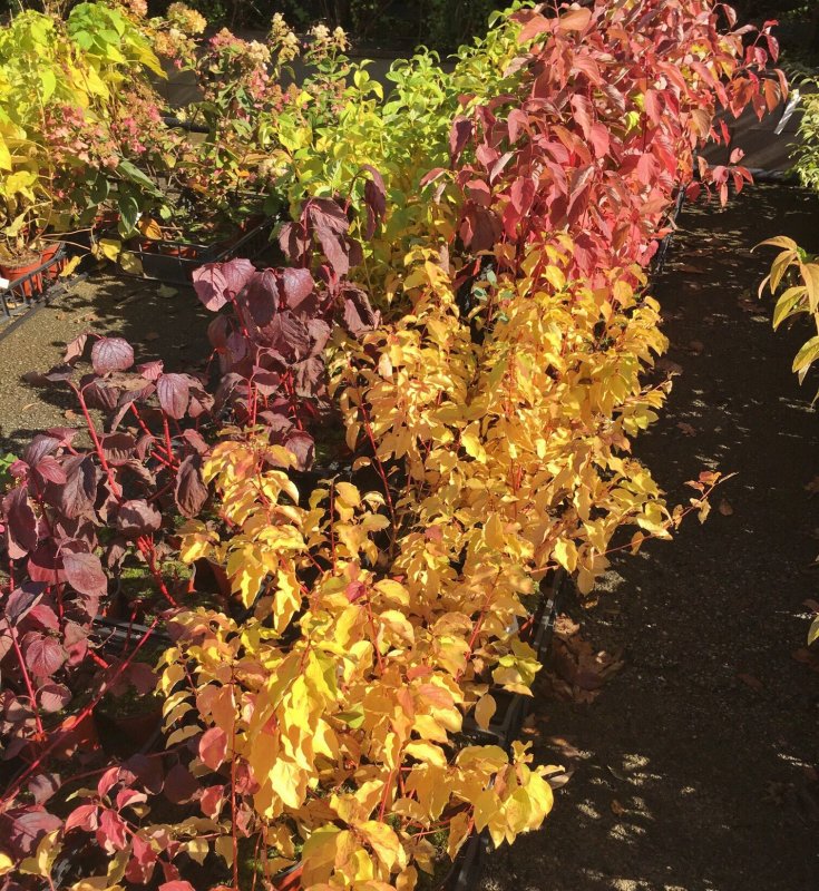 Дерен белый Ауреа Cornus Alba Aurea