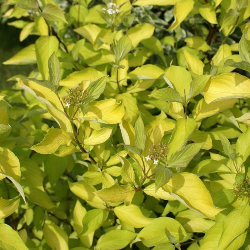 Cornus Alba 'Aurea'