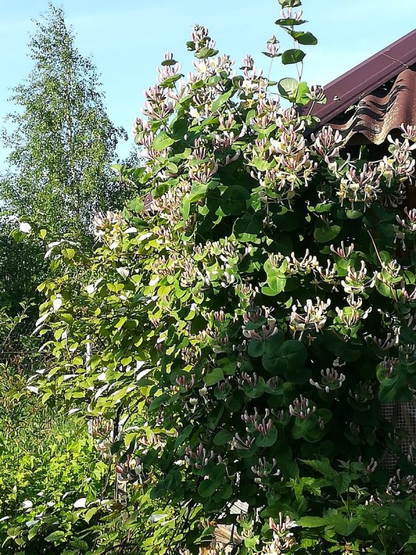Каприфоль болеет