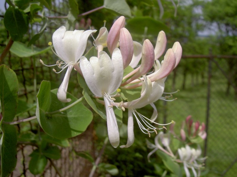 Жимолость Lonicera caprifolium