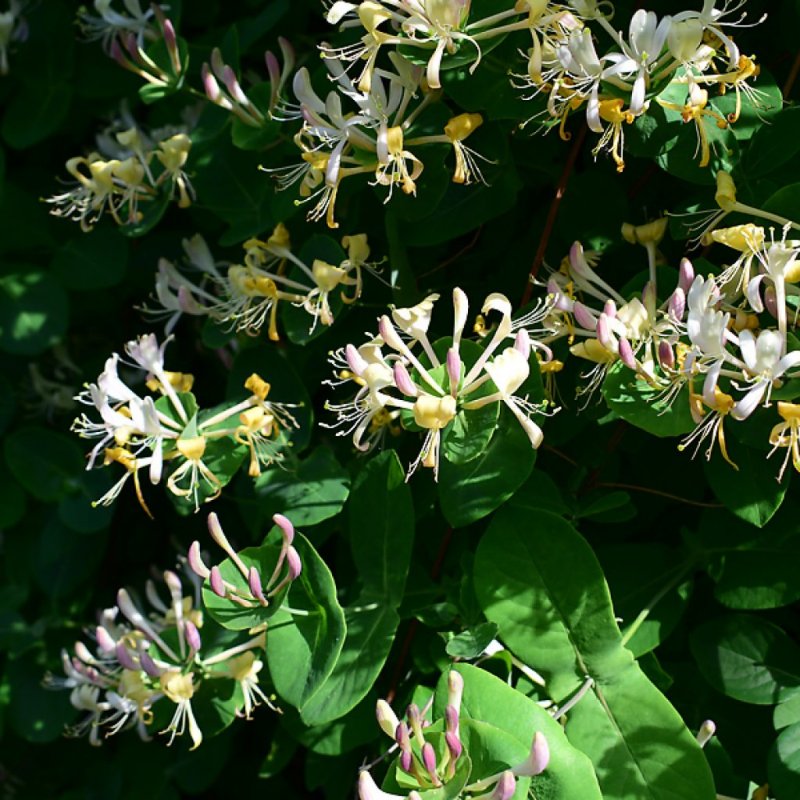 Жимолость каприфоль (Lonicera caprifolium)
