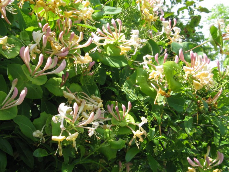 Lonicera каприфоль