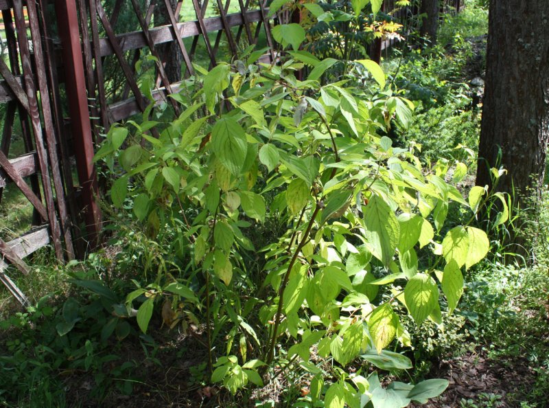 Euonymus fortunei blondy