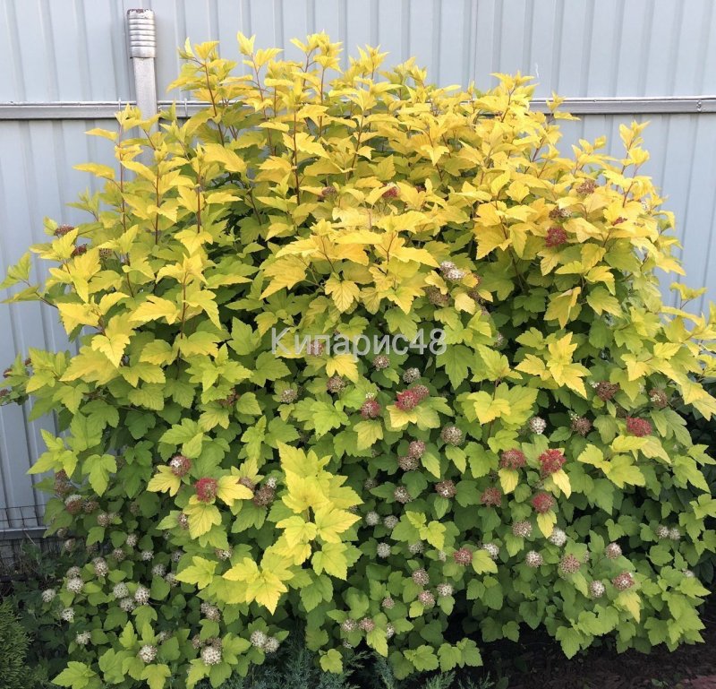 Дерен белый Кессельринги (Cornus Alba Kesselringii)