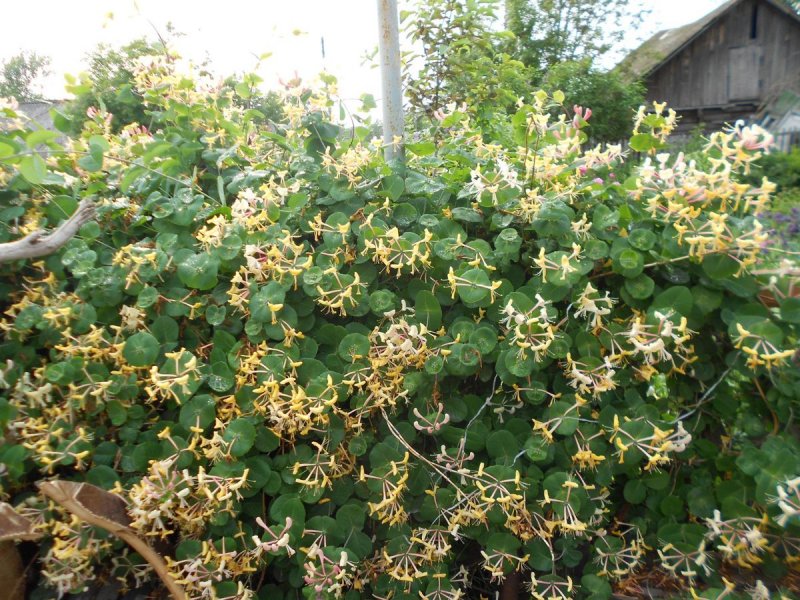 Lonicera periclymenum serotina