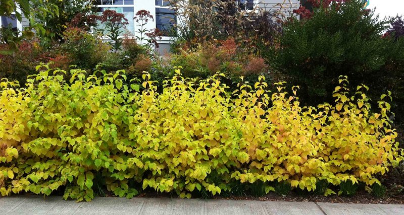 Дерен белый (Cornus Alba `Spaethii`)