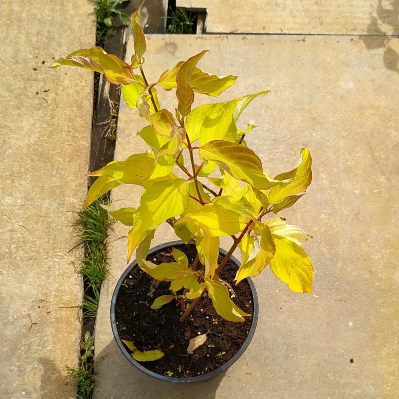 Дерен Cornus sanguinea