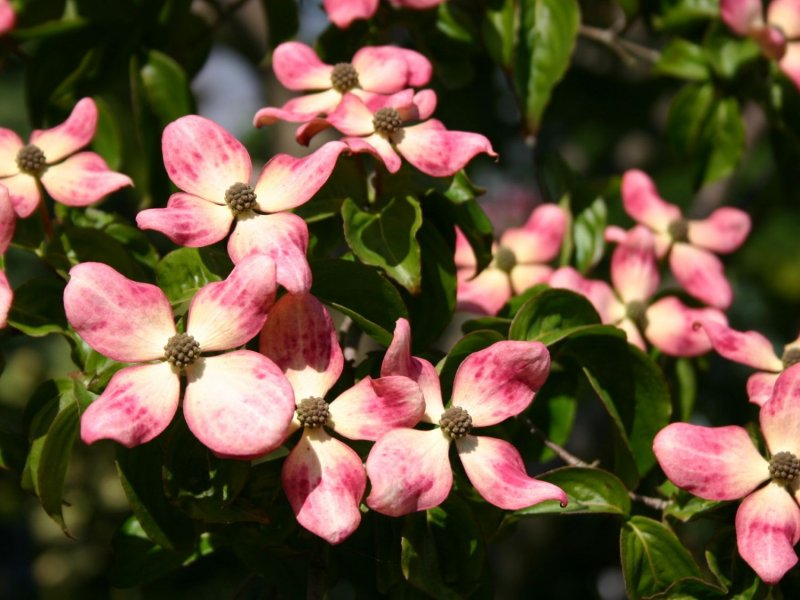Cornus Kousa 'Satomi'