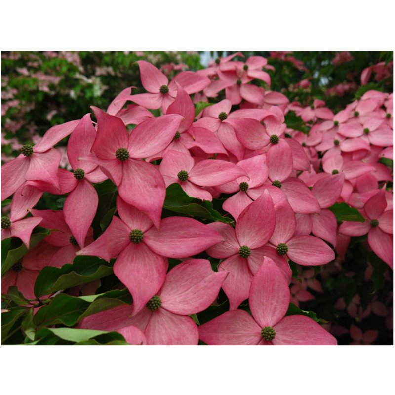 Дерен Коуза / Cornus Kousa